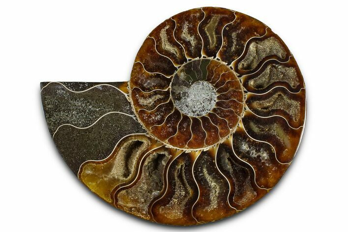 Cut & Polished Ammonite Fossil (Half) - Madagascar #364891